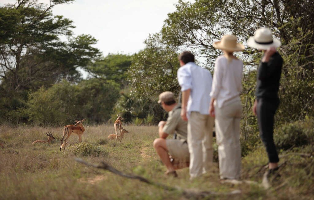 Situated in Kwazulu-Natal province of South Africa, Phinda allows you to witness the fragility and strength of our untamed planet. 