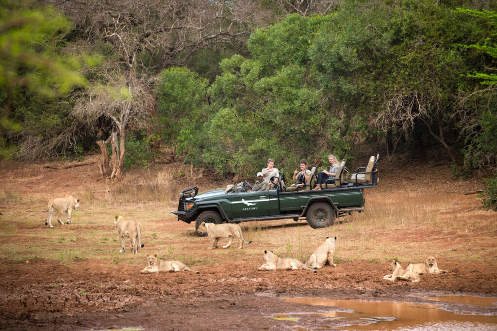 lions