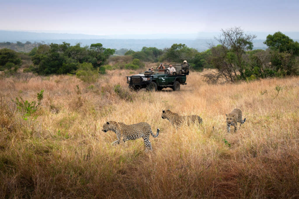 leopards