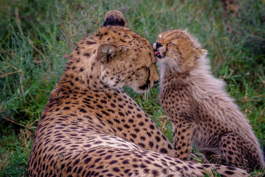 Cheetah cub playfully interacts with mother in grasslands, showcasing wildlife bonding.