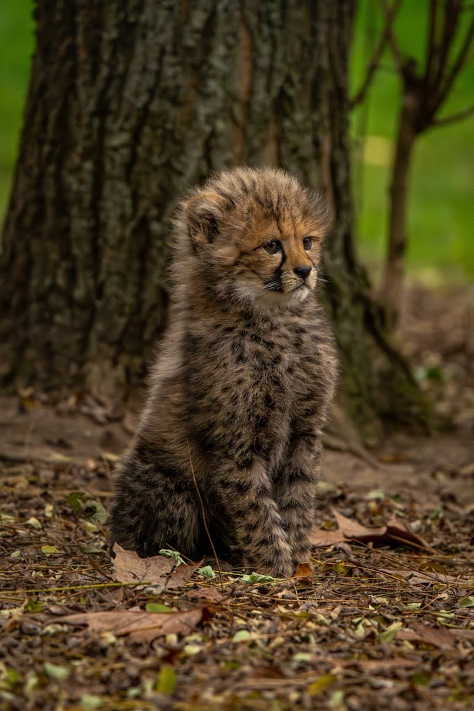 Cute cheetah cub resting in forest, surrounded by trees and leaves.