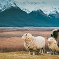 Walking the Routeburn Track: New Zealand’s Alpine Story