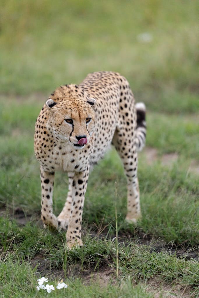 Close-up of a cheetah in Kenya's savanna with its tongue out.