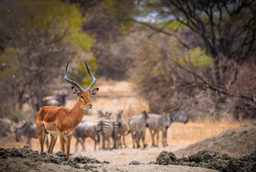 Impala and zebras in the African savanna under bright daylight.