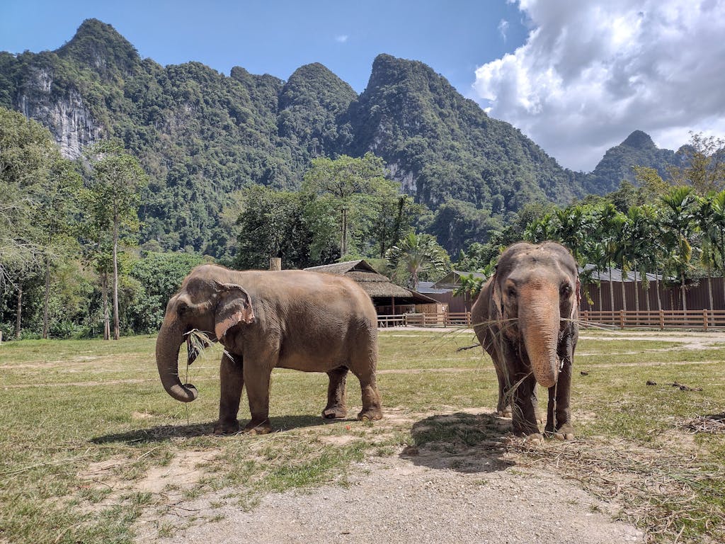 Two Asian elephants roam a natural sanctuary in Thailand surrounded by lush mountains and greenery.