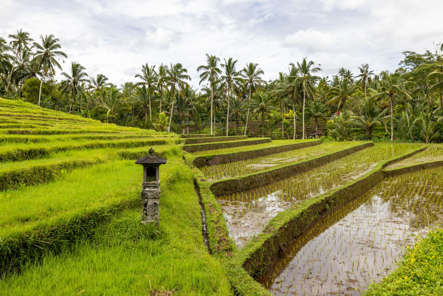 terrace rice field