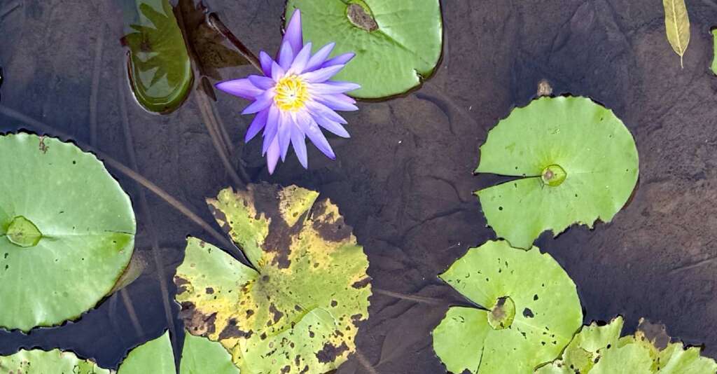 Lotus pond