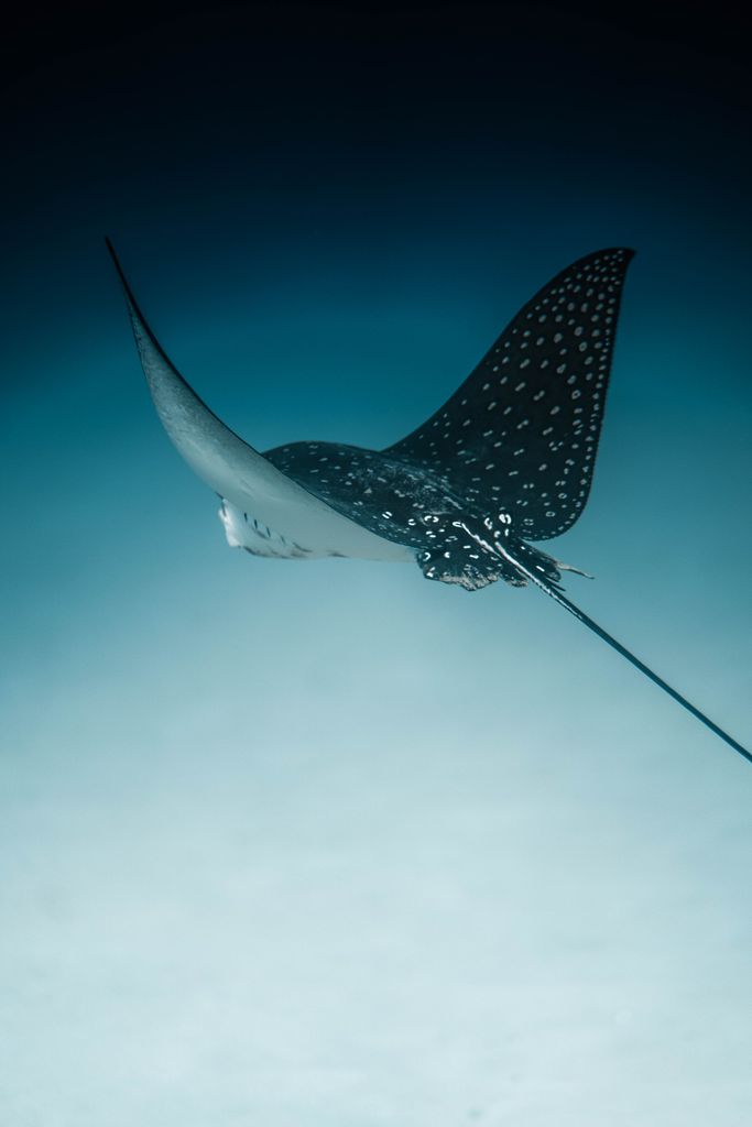 A mesmerizing view of a spotted eagle ray gracefully swimming in the ocean depths.