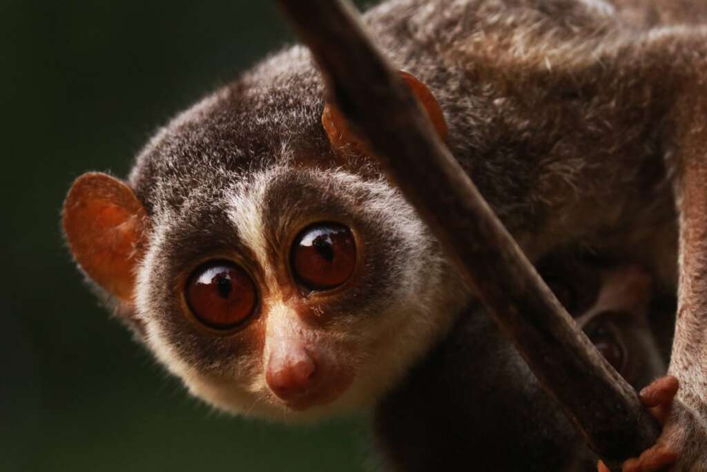 Close-up of a slender loris with large amber eyes, Sri Lanka